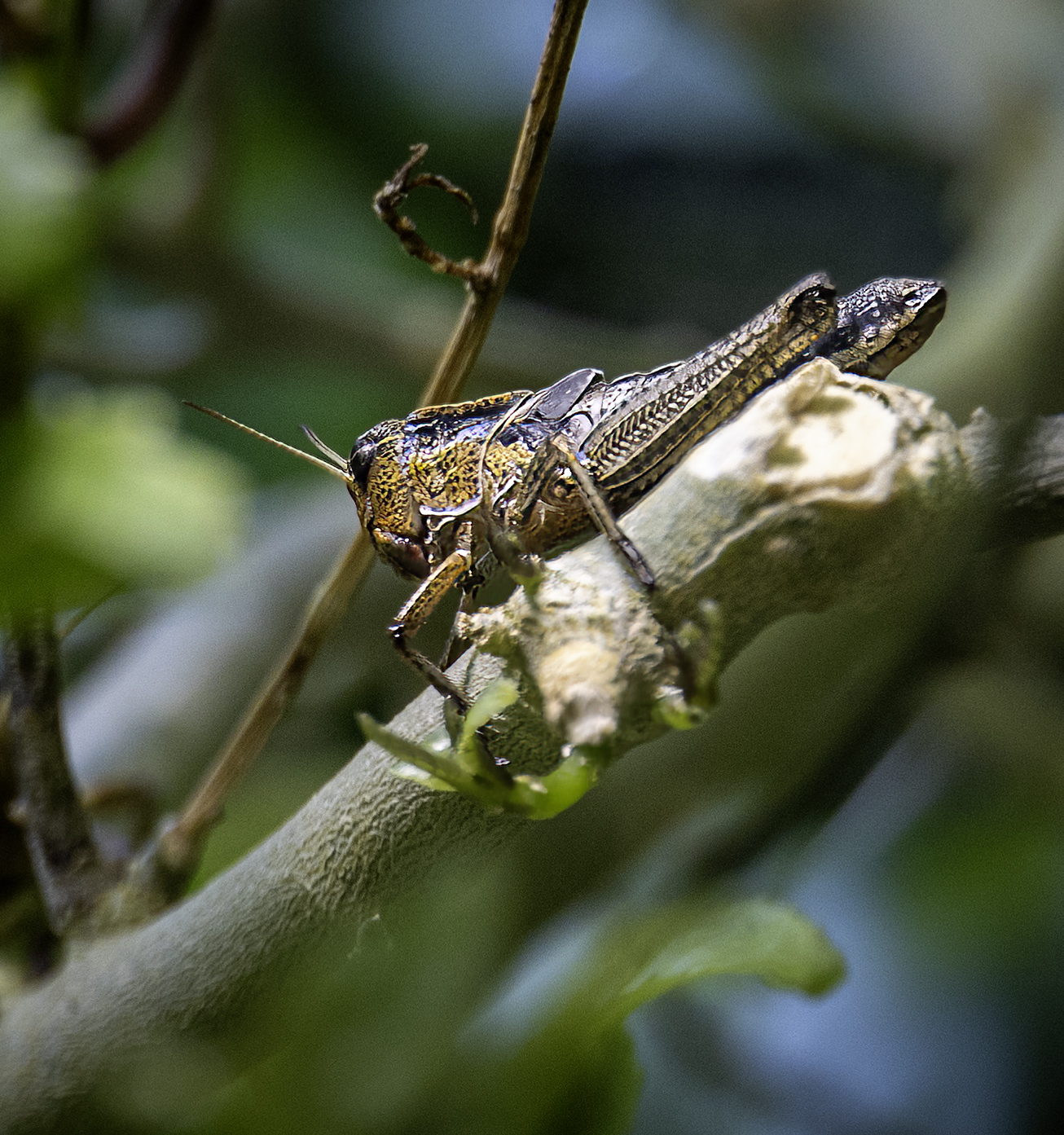 One Test of a RF 24-240 Super Zoom Lens - Does it  - Canon