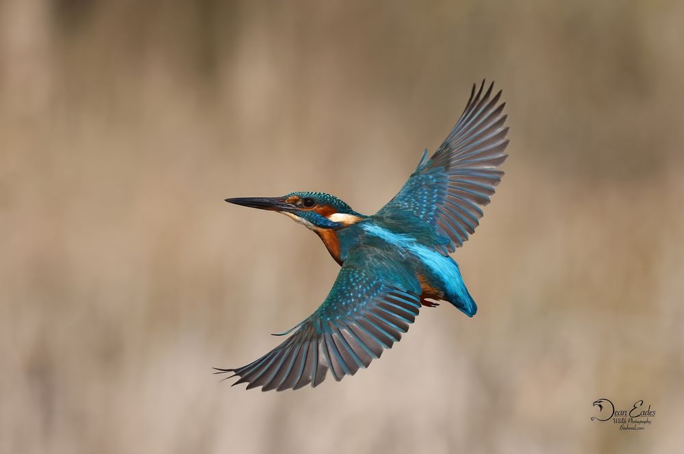 Kingfisher