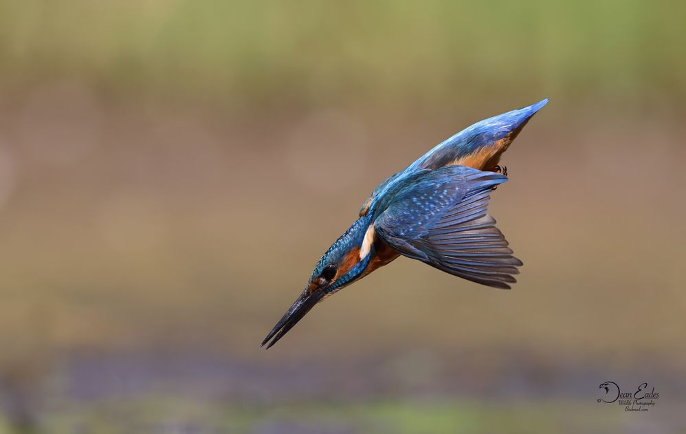 Kingfisher