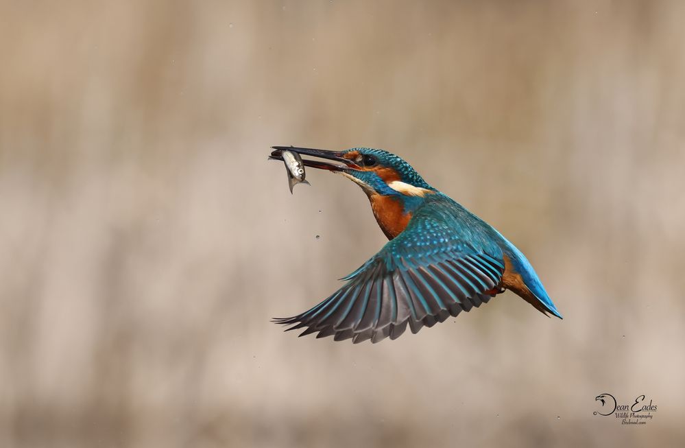 Kingfisher