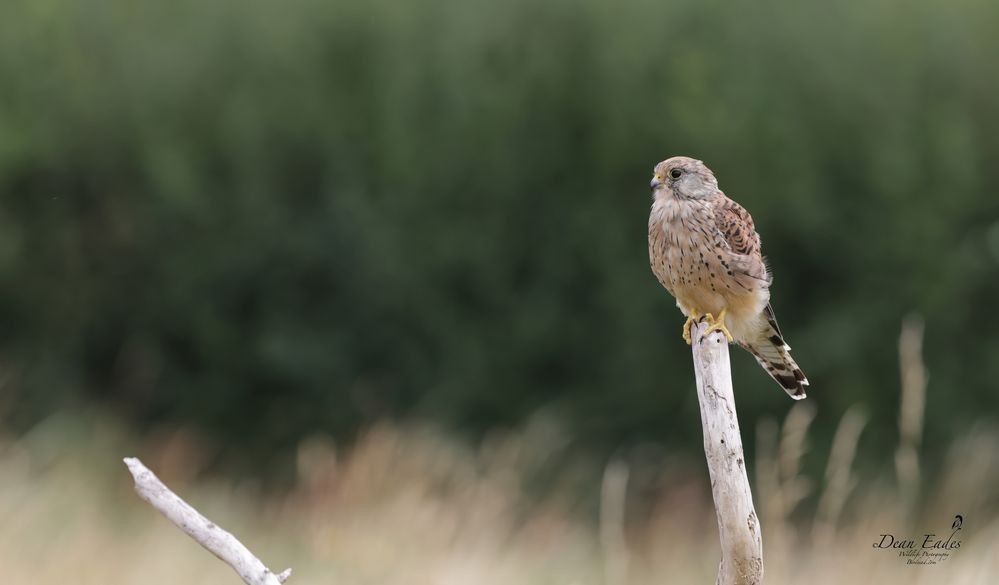 Kestrel