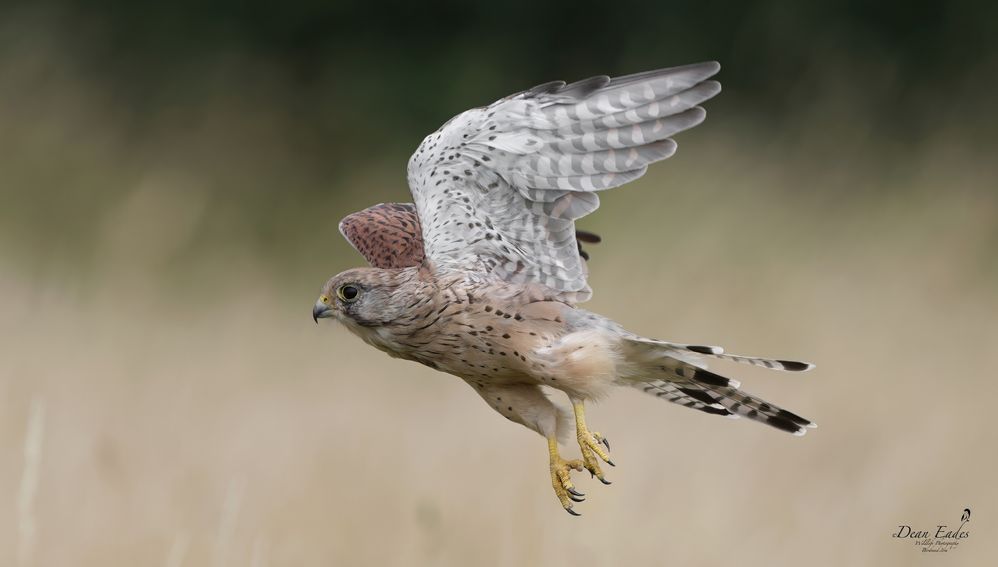 Kestrel