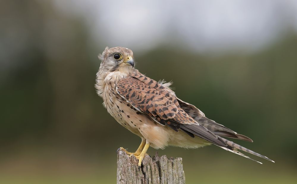 Kestrel