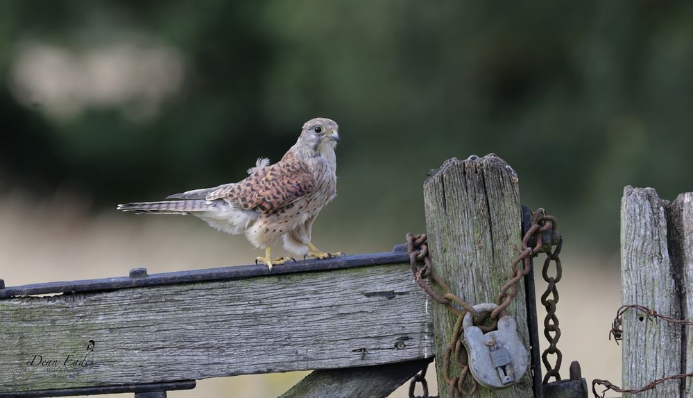 Kestrel