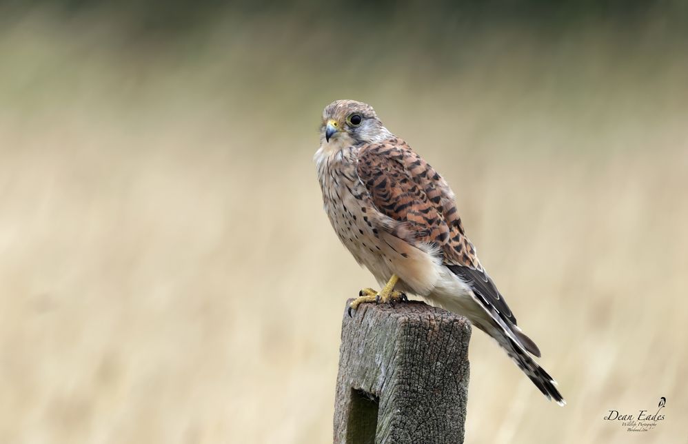 Kestrel