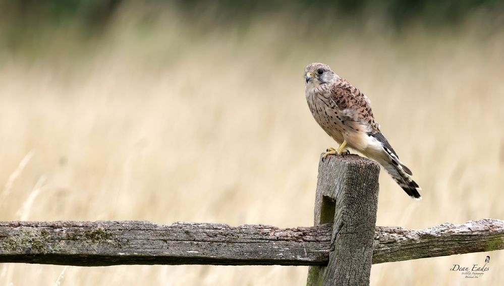 Kestrel