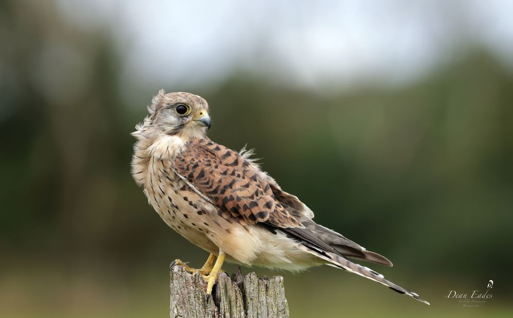 Kestrel