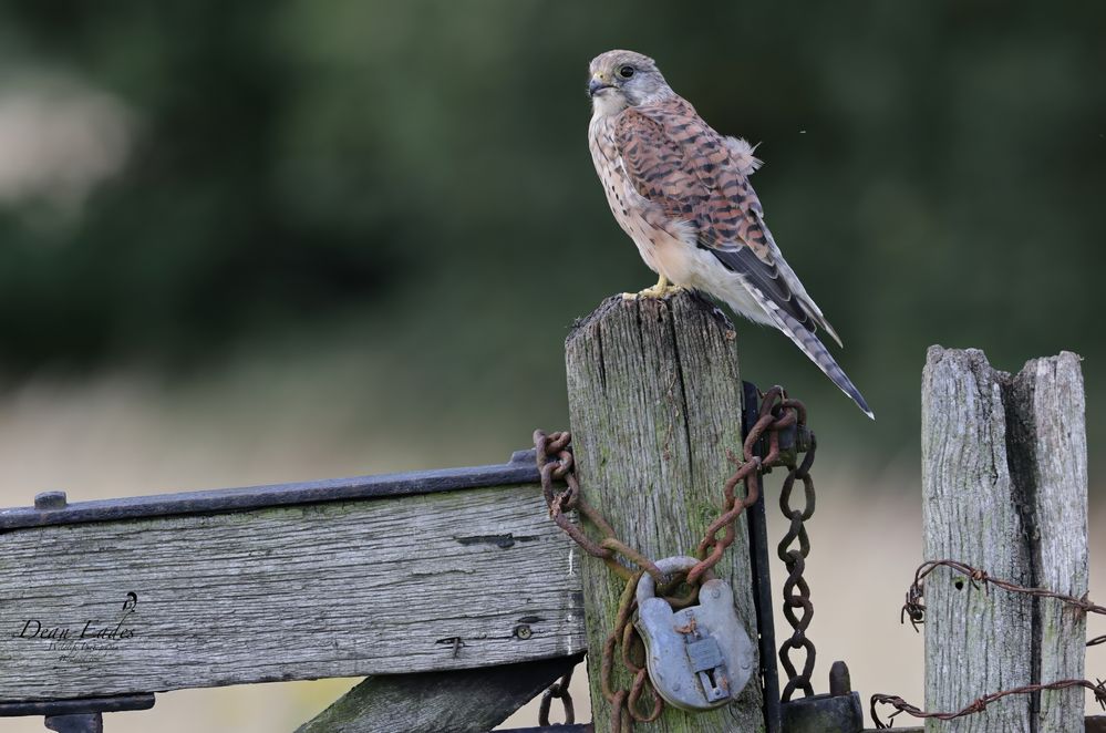 Kestrel