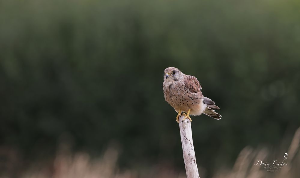 Kestrel