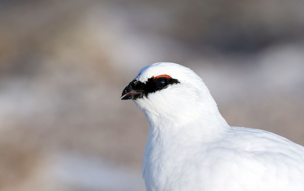 Ptarmigan