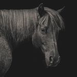 Equinephotog