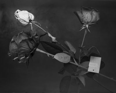 2R6A9732-2.jpg