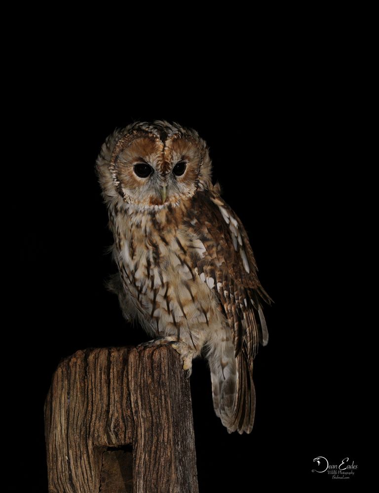 Tawny owl