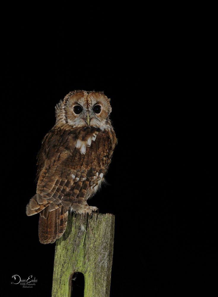 Tawny owl