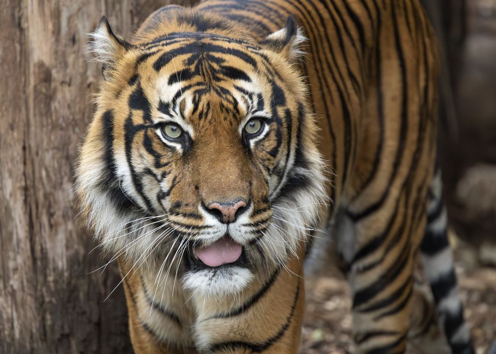 Sumatran tiger  R6M2 L150-600mm ISO 12800   f6.3  SS 1/1000