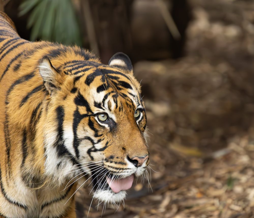 Sumatran Tiger R6M2  L150-600mm   ISO 12800  f6.3  SS 1/1000