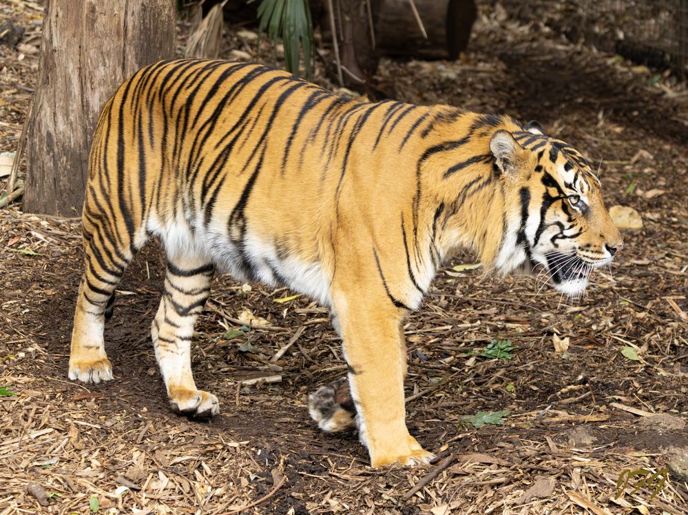 Sumatran Tiger  R6M2  L150-600mm  ISO 8000  f6.3  SS 1/1000