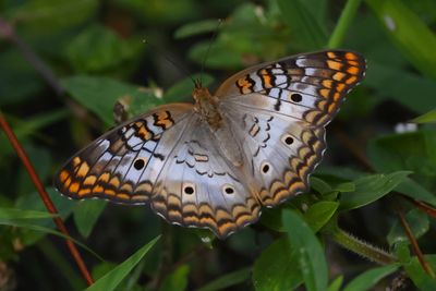 White Peacock Butterfly-1a.JPG