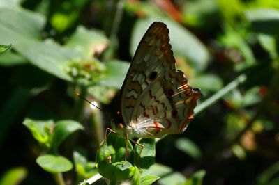 White Peacock Butterfly-3a.JPG