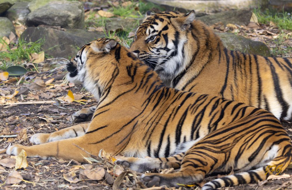 Sumatran Tigers  R6M2  150-600mm  ISO 640  F5  SS 1/500