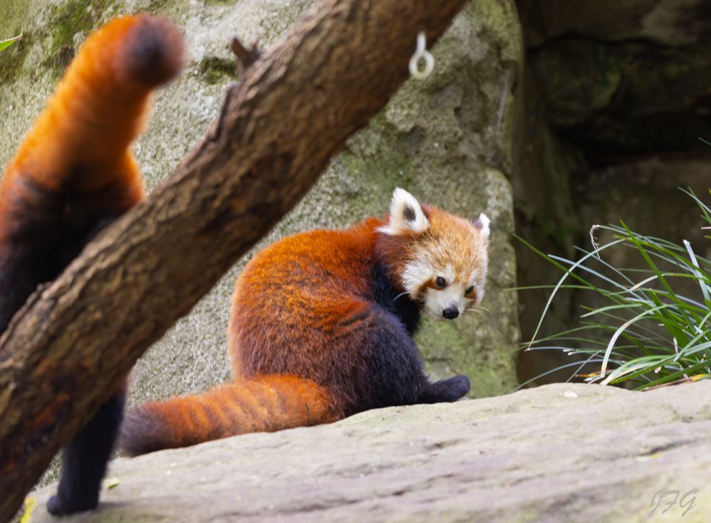 Red Panda  R6M2  L150-600mm  ISO2500  f5.6  SS1/320