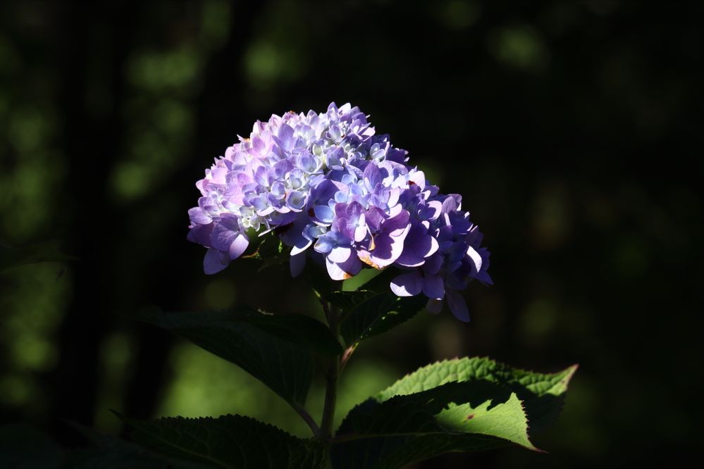 hydrangea 10-03-24.JPG