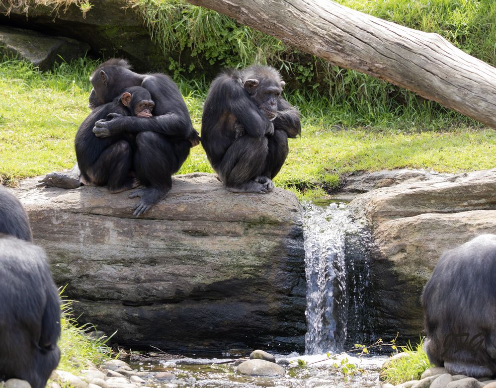 Chimpanzees (Pan troglodytes)  R6M2  L150-600mm   ISO-640  f5  SS 1/500