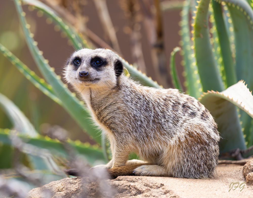 Meerkat (Suricata suricatta)  R6MkII  L150-600mm  ISO-400  f5.6  SS 1/500