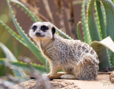 IMG_0498-Enhanced-NR copy.jpg