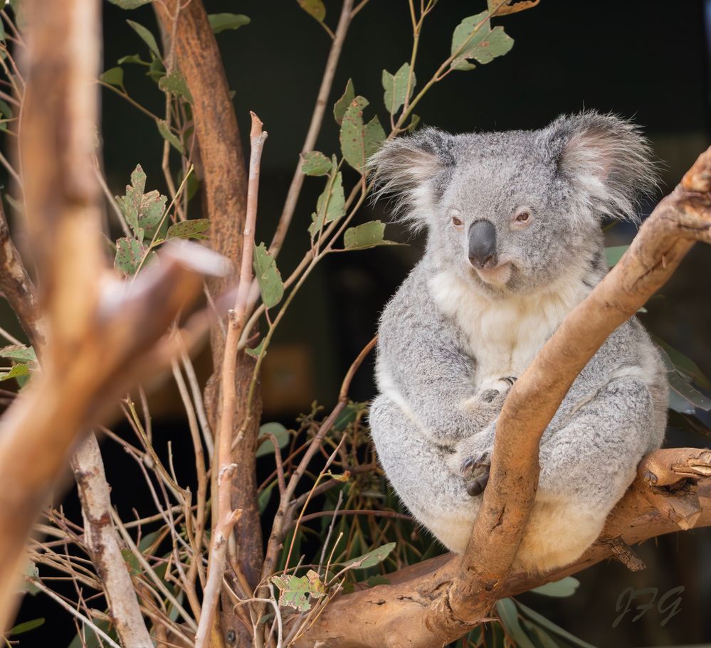 Koala (Phascolarctos cinereus)  R6MkII  L150-600mm  ISO-800  f5  SS 1/1250