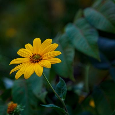 Daisy.jpg