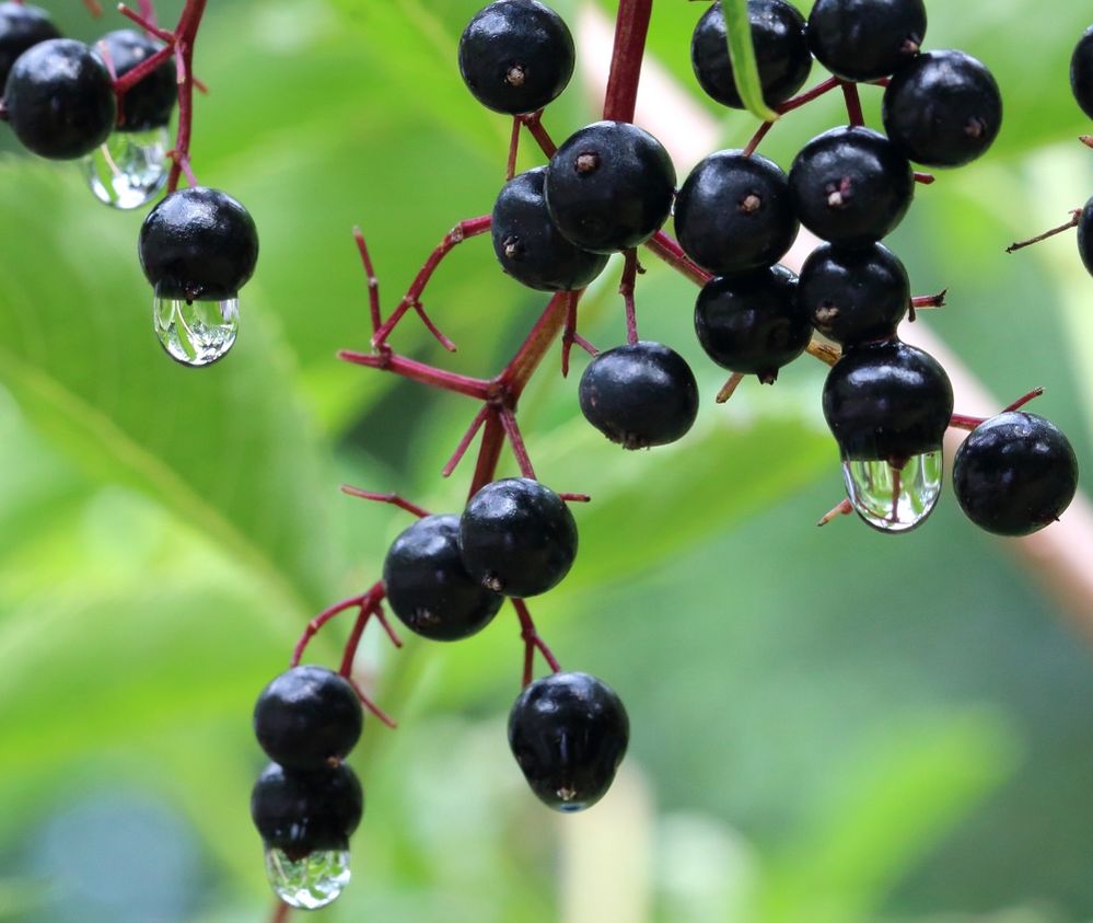 Berries-rain-1a.jpg