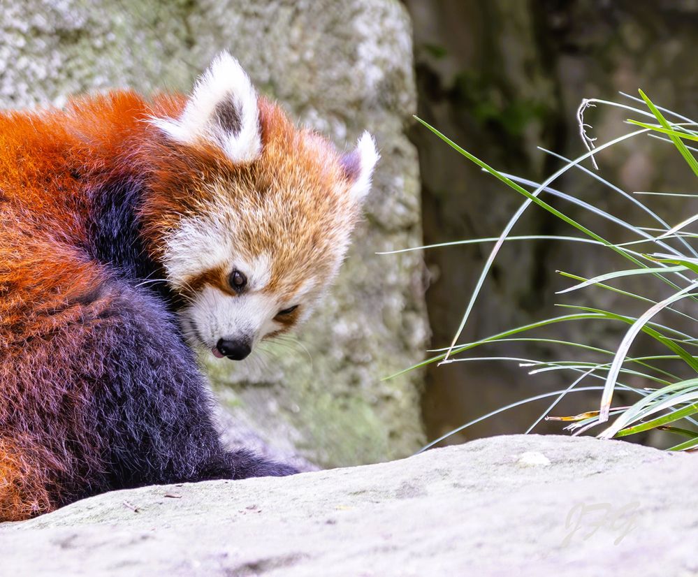 Red Panda  R6MkII  L150-600@361mm  ISO-250  F5.6  SS-1/320