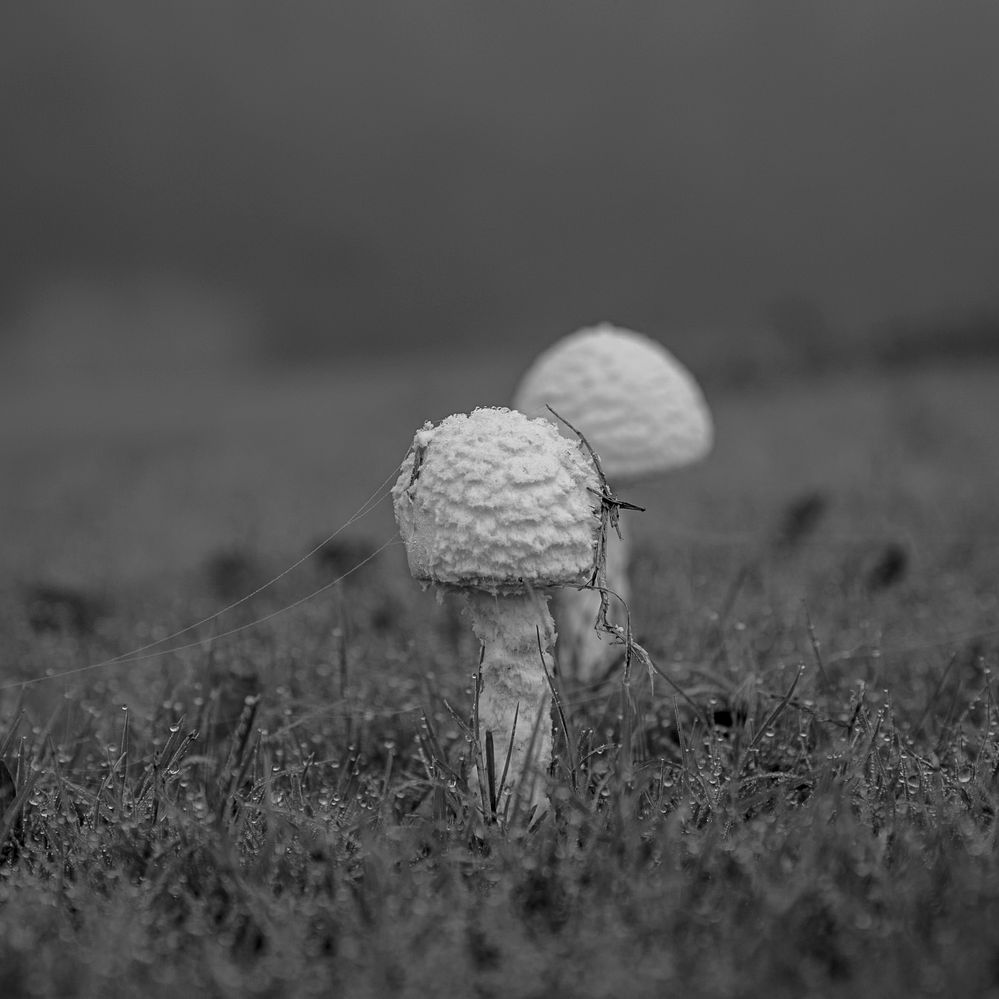 Foggy Fungi