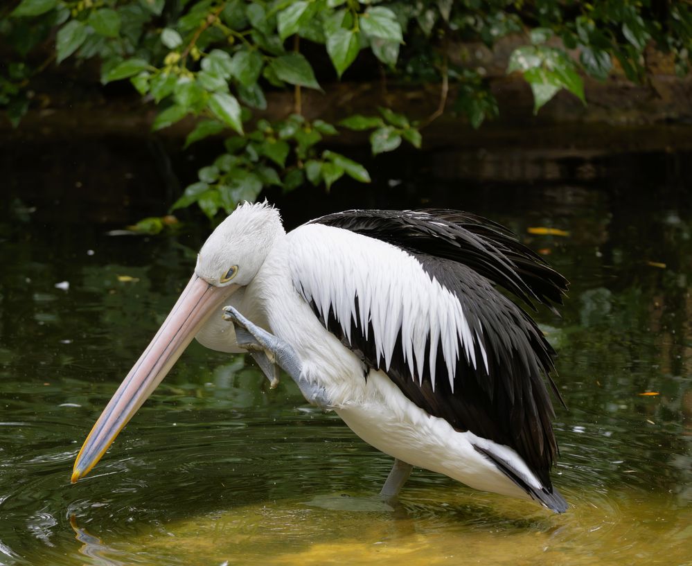 Pelican Scratching   R6MkII  150-600@184  F5.6  SS 1/1250