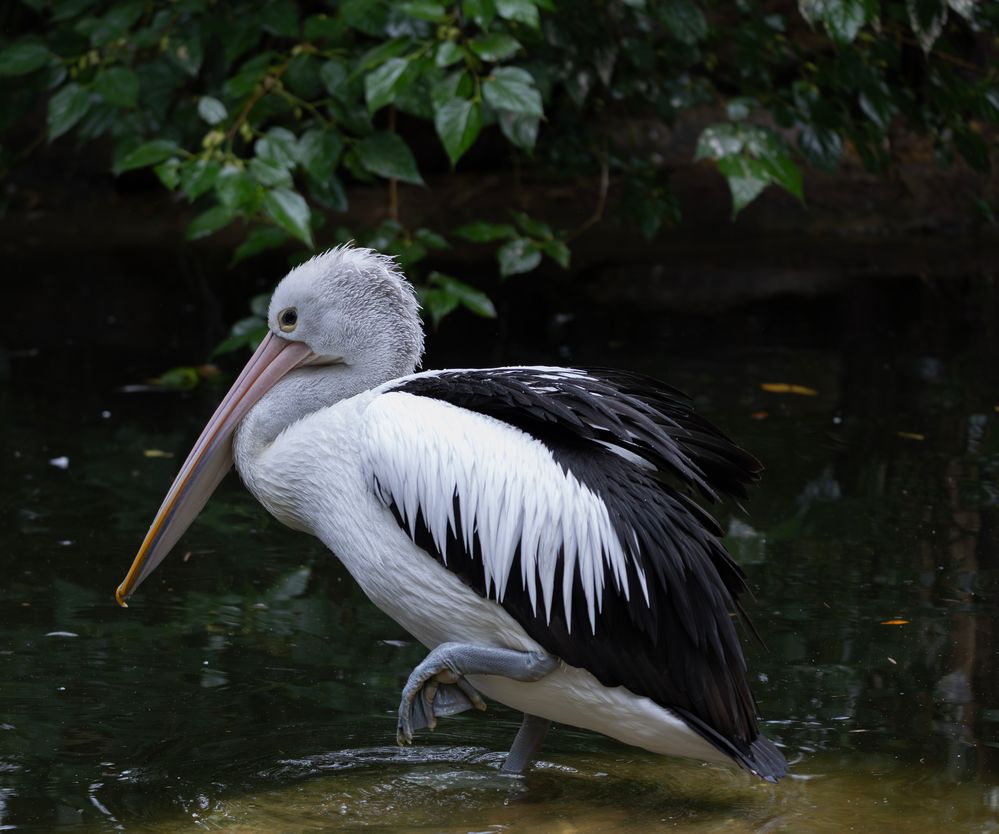 Australian Pelican  R6MkII  150-600@184  F5.6  SS 1/1250