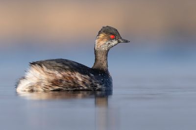 black-necked grebe