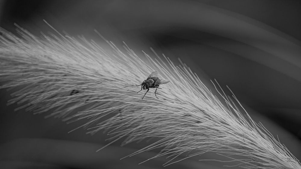 Foxtail Fly.jpg