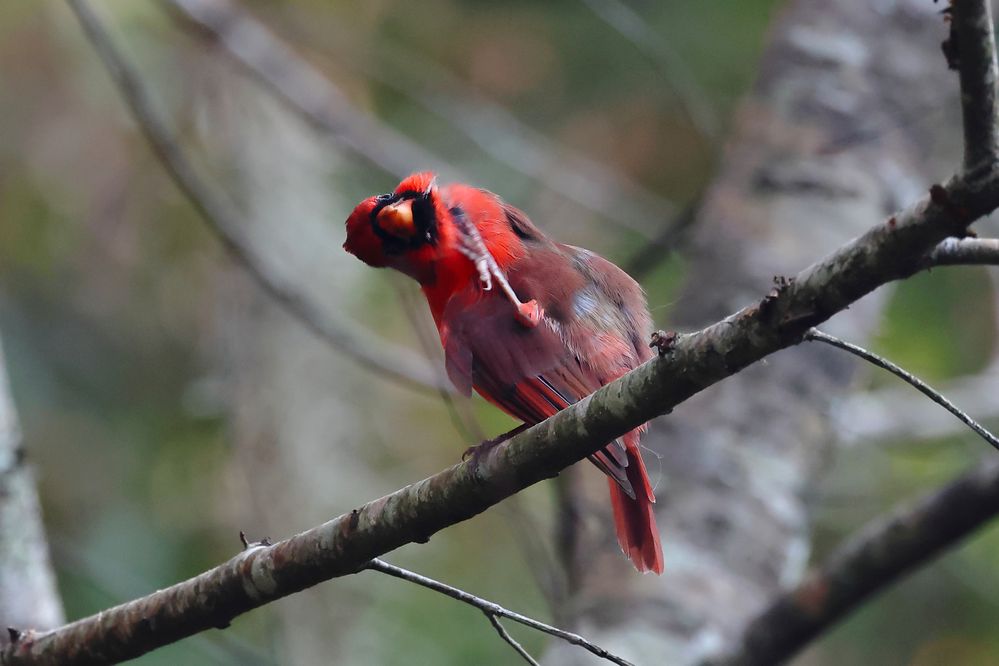 Nortern Cardinal Scratch-1a.JPG