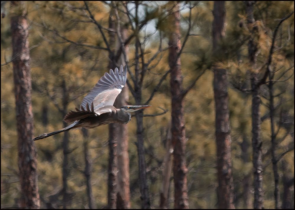 Great Blue.jpg