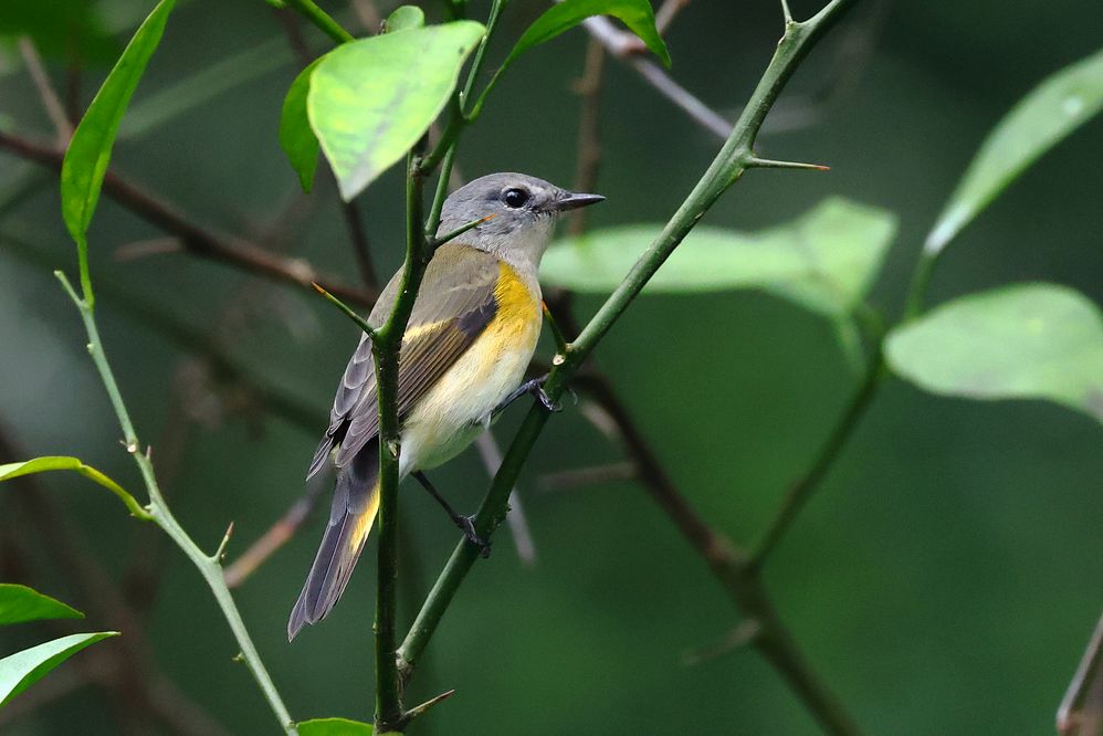 American Redstart FEM-1a.JPG