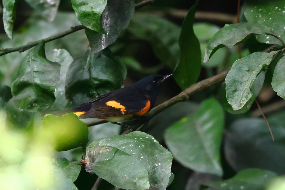 American Redstart MAL-1a.JPG