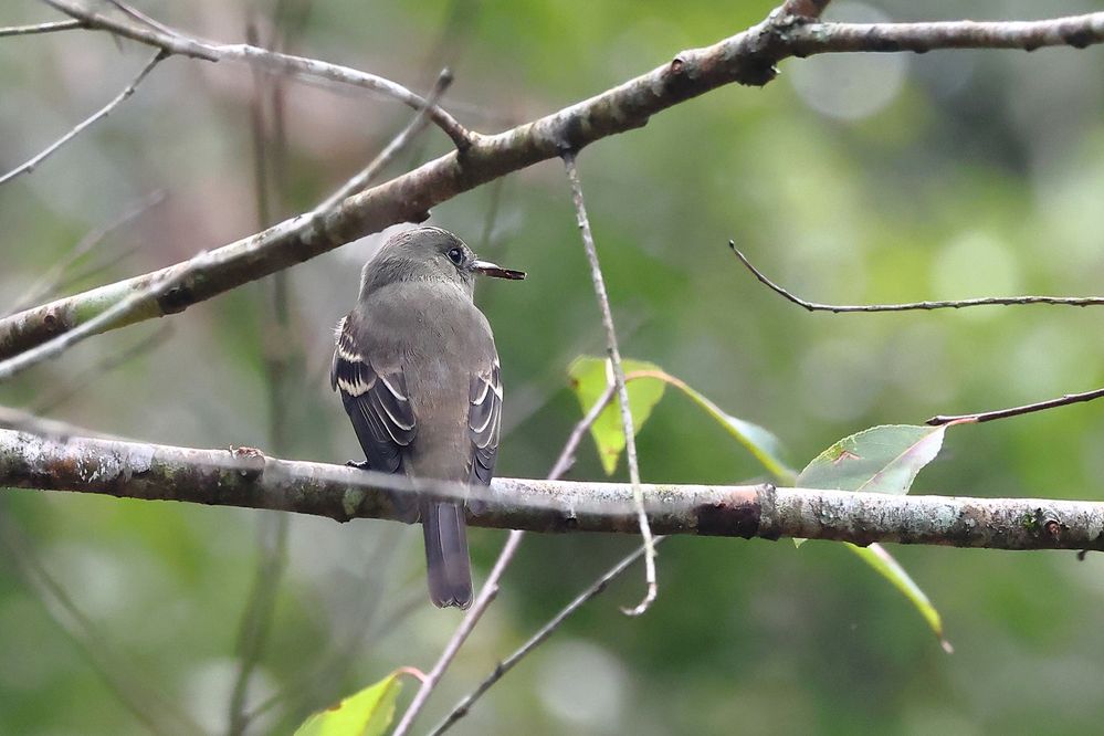 Eastern Wood Peewee wMoth-1a.JPG