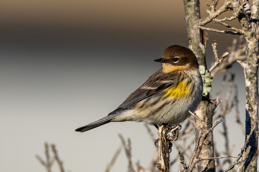 Yellow-rumped Warbler, 800mm, 1/1000, f10, ISO 200