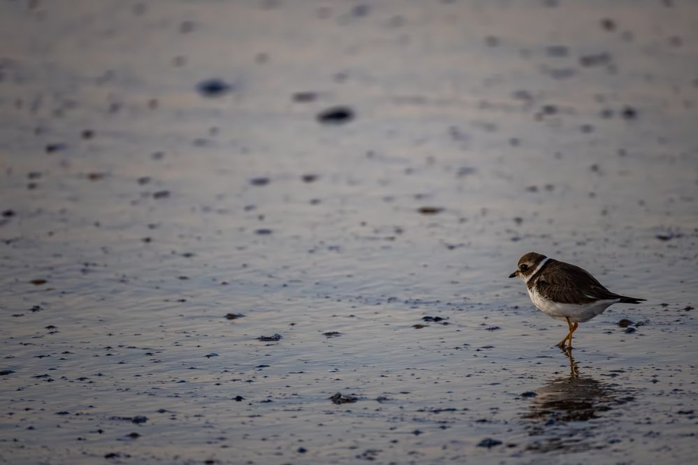 Semi-palmated Plover, 800mm, 1/200, f19 ISO 6400