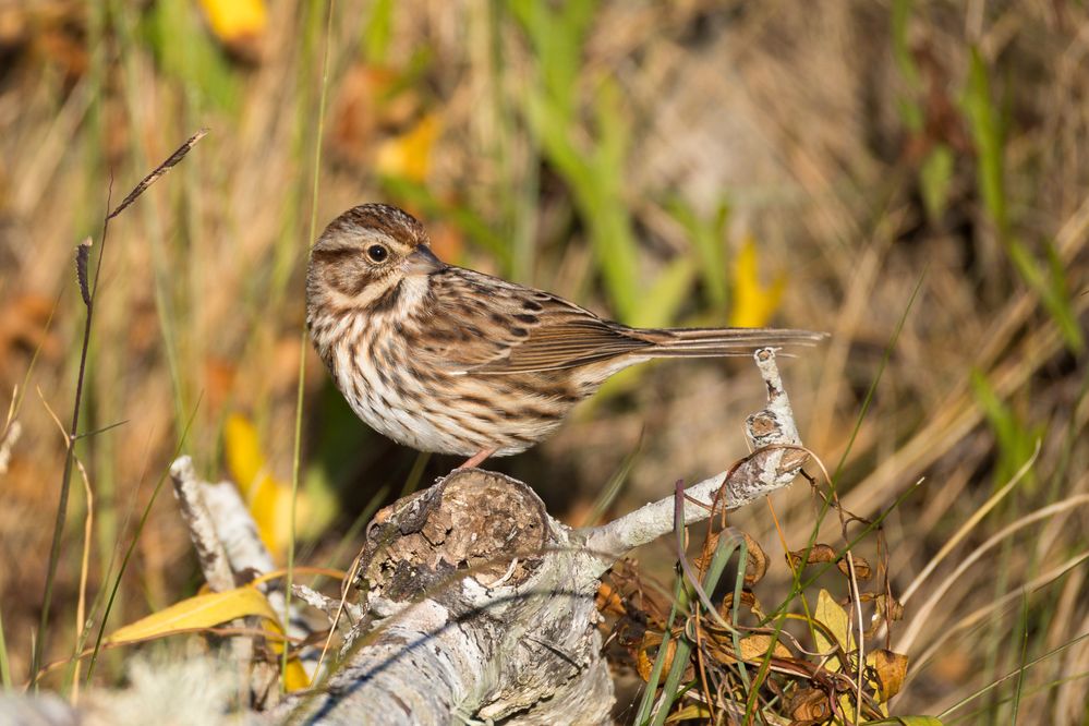 Song Sparrow, 800mm, 1/1000, f9, ISO 500