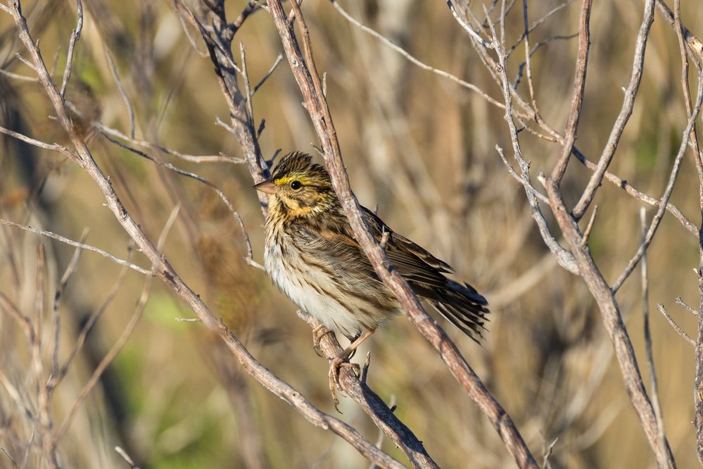 Nelson's Sparrow, 800mm, 1/1000, f10, ISO 640