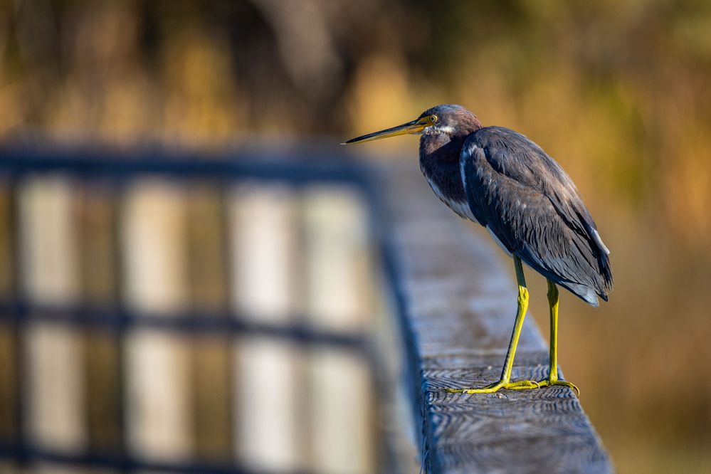 Tricolored Heron, 800mm, 1/1250, f9, ISO 640