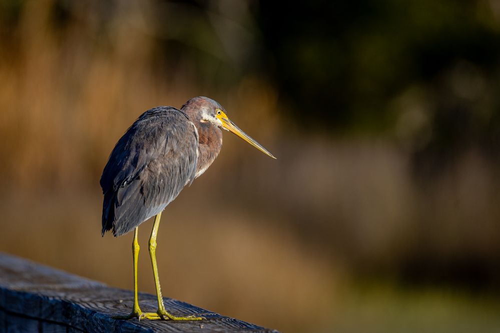 Tricolored Heron, 800mm, 1/1250. f10, ISO 640