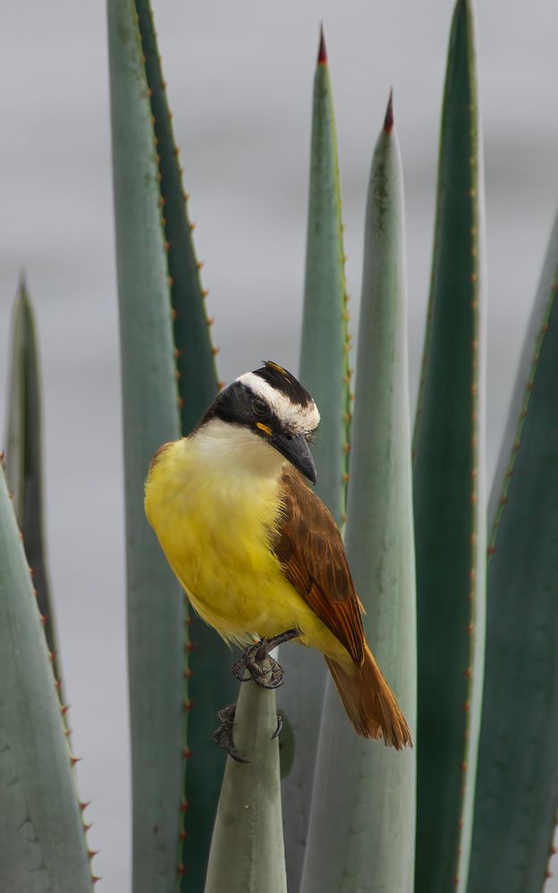 Great-Kiskadee IV.jpg